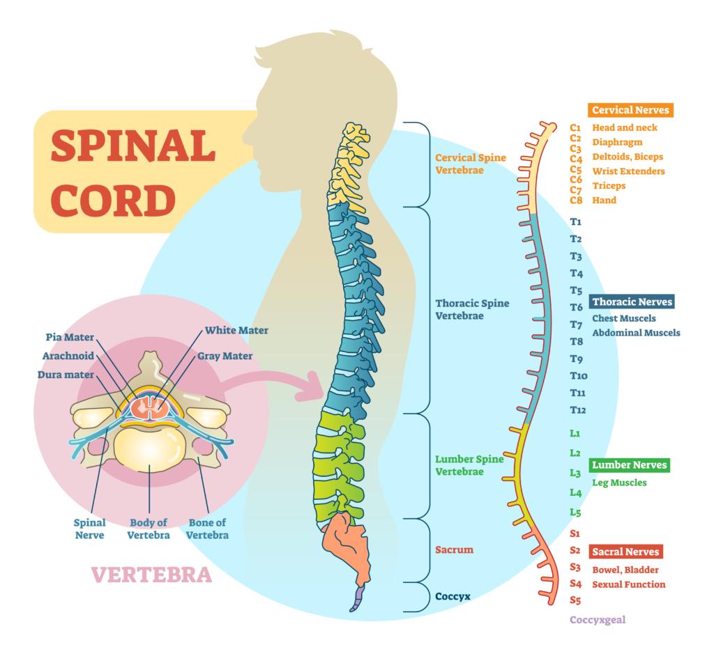 acute-spinal-cord-injury-pathophysiology-and-pharmacological